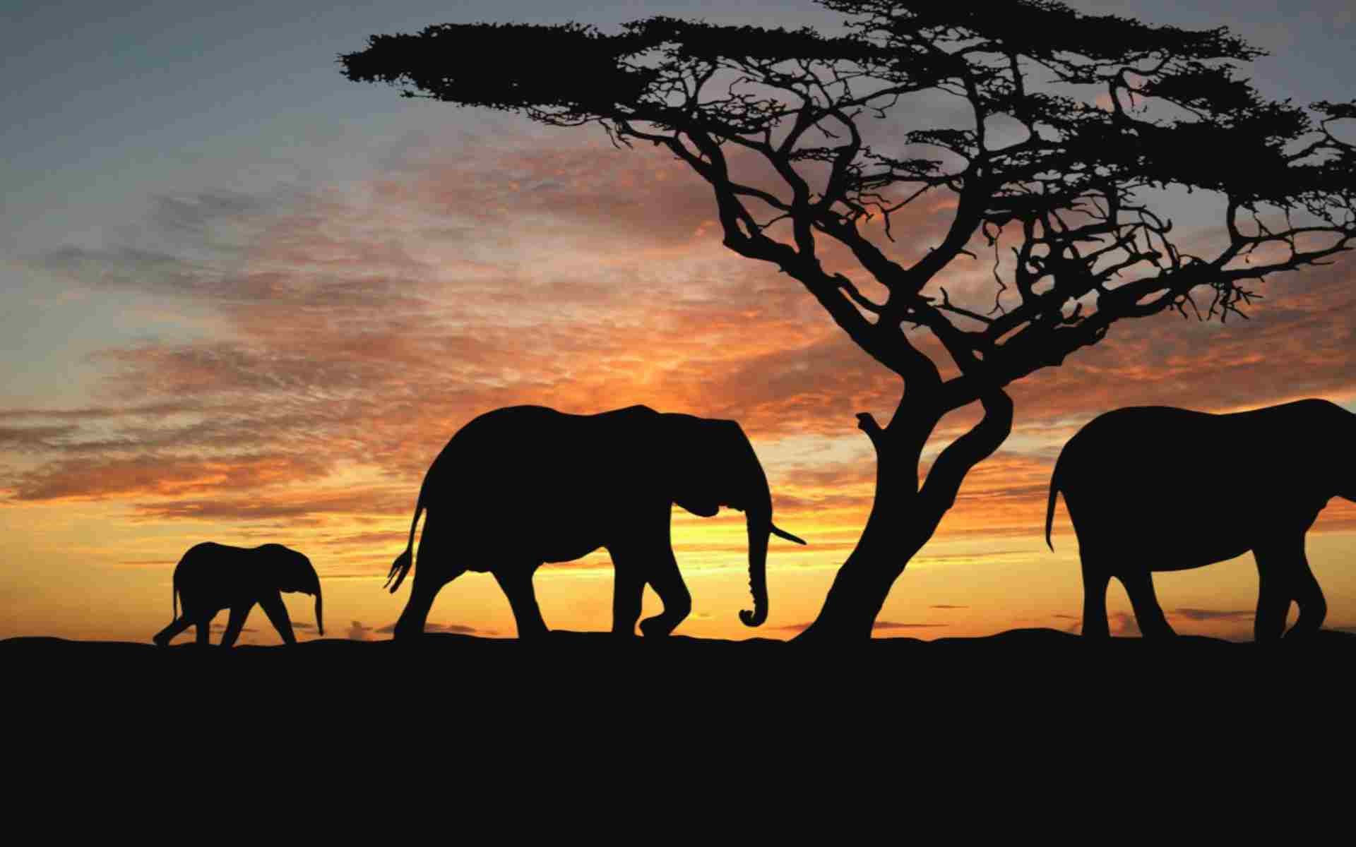 Safarivo : un safari dans sa version originale