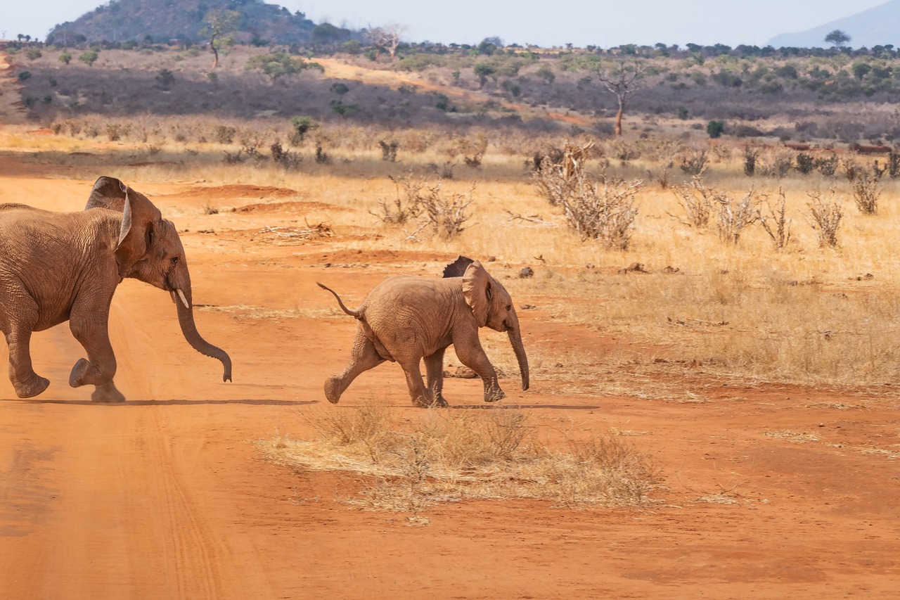 safari kenya ou tanzanie